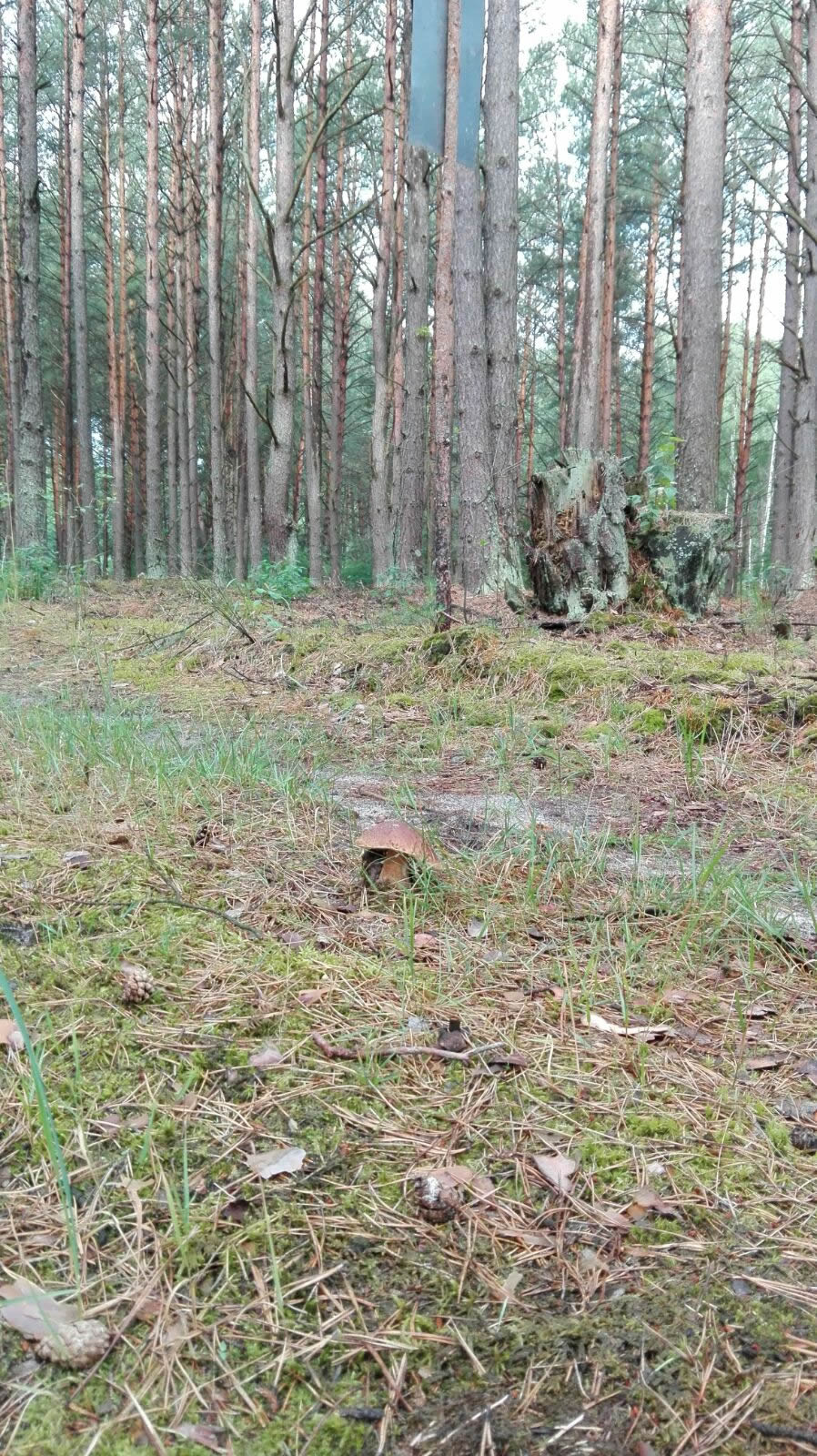 Świerkowe Zacisze - beskidy - tanie noclegi